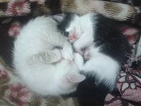 Trúc Lâm Thiền Viện