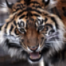 langthangvip1