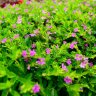 thienluong218
