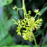 cassia