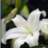 easterlily