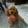 giabao0602