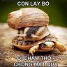 Huyết Lệ Tình