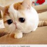 anh_yeu_em_ma_17