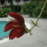 abcviet