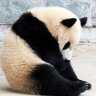 panda_88bk