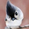 Mr_Ping