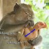 tuyettinhcongtu