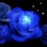 blue_rose_17193