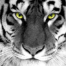 Mr.tiger_king