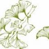 ginkgo
